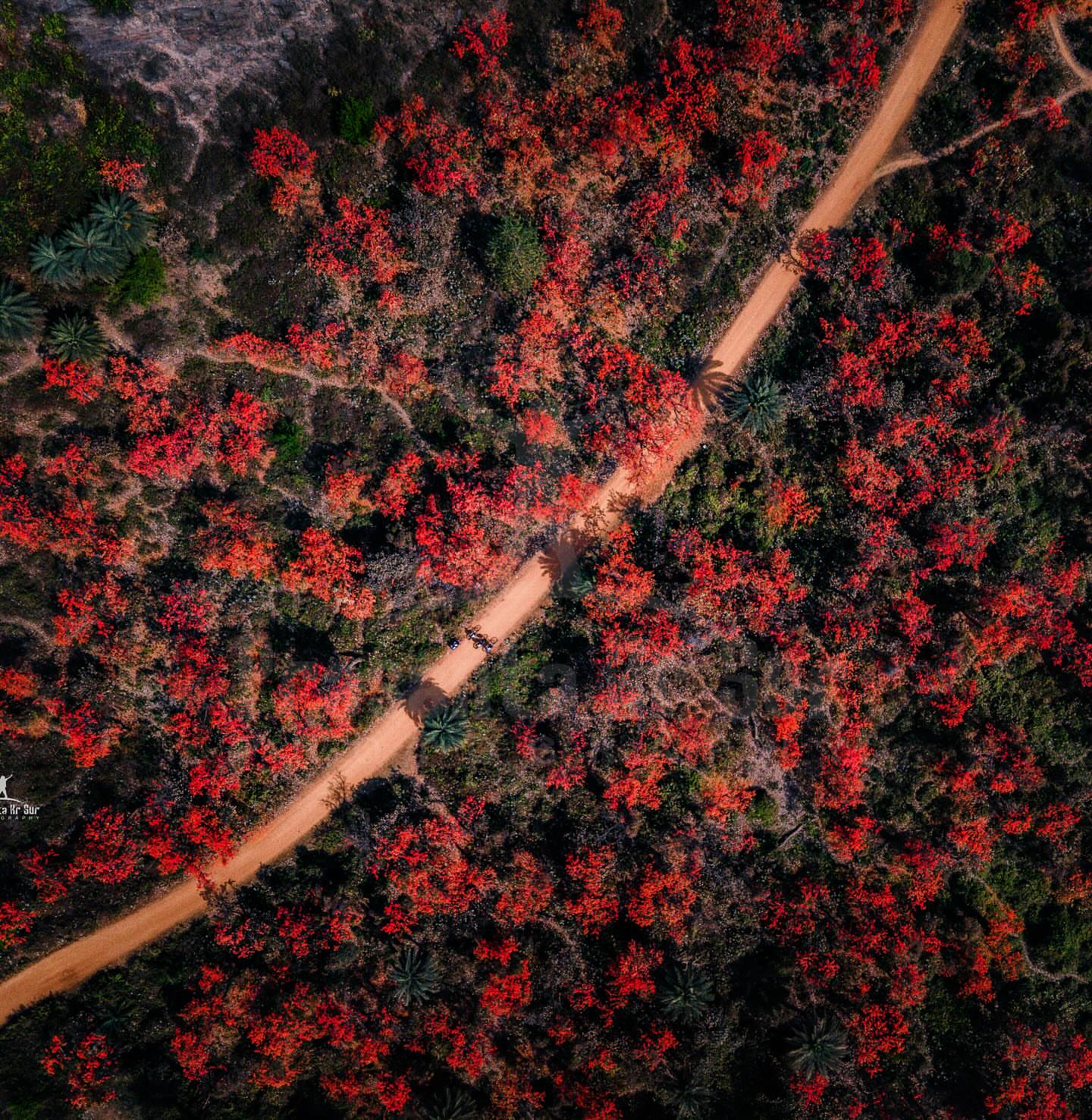 Aerial view of a forest road lined with bright red Palash trees, with two people walking along the path in Ajodhya Hills, Purulia.